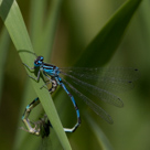 Coenagrion ornatum